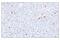 TNF Receptor Superfamily Member 9 antibody, 19541T, Cell Signaling Technology, Immunohistochemistry frozen image 
