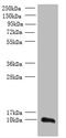 Transmembrane Protein 14A antibody, A61366-100, Epigentek, Western Blot image 