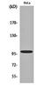 Catenin Alpha 1 antibody, orb160258, Biorbyt, Western Blot image 