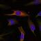 MAPK Activated Protein Kinase 2 antibody, A01193, Boster Biological Technology, Immunofluorescence image 