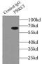 PRKCI antibody, FNab06486, FineTest, Immunoprecipitation image 
