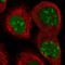 Coiled-Coil Domain Containing 86 antibody, NBP1-93501, Novus Biologicals, Immunofluorescence image 