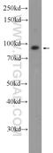 C2CD2 Like antibody, 25507-1-AP, Proteintech Group, Western Blot image 