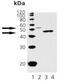 p53 antibody, M00001-4, Boster Biological Technology, Western Blot image 