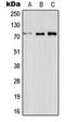 E74 Like ETS Transcription Factor 4 antibody, LS-C352154, Lifespan Biosciences, Western Blot image 