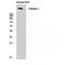 Fibrillin 1 antibody, LS-C383476, Lifespan Biosciences, Western Blot image 