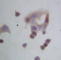 Heat Shock Protein 90 Beta Family Member 1 antibody, PA1340, Boster Biological Technology, Immunocytochemistry image 