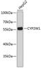 Cytochrome P450 Family 2 Subfamily W Member 1 antibody, 19-474, ProSci, Western Blot image 