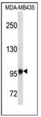 Exostosin Like Glycosyltransferase 3 antibody, AP51486PU-N, Origene, Western Blot image 