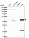 Zinc Finger Protein 771 antibody, PA5-65076, Invitrogen Antibodies, Western Blot image 