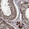 Contactin-5 antibody, NBP1-83243, Novus Biologicals, Immunohistochemistry paraffin image 