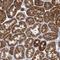 DExH-Box Helicase 30 antibody, NBP1-85270, Novus Biologicals, Immunohistochemistry frozen image 