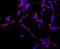 MAP2 antibody, NB120-11267, Novus Biologicals, Immunocytochemistry image 