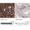 Monoamine Oxidase B antibody, NBP1-87493, Novus Biologicals, Immunohistochemistry paraffin image 