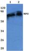 Myeloperoxidase antibody, GTX66790, GeneTex, Western Blot image 