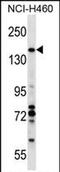 Valosin Containing Protein Interacting Protein 1 antibody, PA5-71942, Invitrogen Antibodies, Western Blot image 