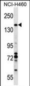 Valosin Containing Protein Interacting Protein 1 antibody, PA5-71942, Invitrogen Antibodies, Western Blot image 