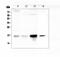 Cystatin C antibody, PA5-79078, Invitrogen Antibodies, Western Blot image 