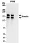 Kinectin 1 antibody, NBP2-32262, Novus Biologicals, Immunoprecipitation image 