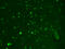 Hyperpolarization Activated Cyclic Nucleotide Gated Potassium And Sodium Channel 2 antibody, GTX41986, GeneTex, Immunofluorescence image 