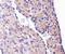 Heat Shock Protein Family B (Small) Member 1 antibody, NBP1-75477, Novus Biologicals, Immunohistochemistry frozen image 