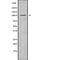 Phosphodiesterase 2A antibody, PA5-68143, Invitrogen Antibodies, Western Blot image 