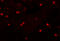 Kelch Like Family Member 25 antibody, 5695, ProSci, Immunofluorescence image 