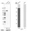 Cadherin 17 antibody, NBP1-88238, Novus Biologicals, Western Blot image 