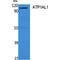 ATPase H+/K+ Transporting Non-Gastric Alpha2 Subunit antibody, LS-C386861, Lifespan Biosciences, Western Blot image 