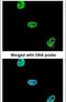 SUMO1 Activating Enzyme Subunit 1 antibody, PA5-22297, Invitrogen Antibodies, Immunofluorescence image 