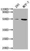 ATF4 antibody, CSB-PA002272LA11HU, Cusabio, Western Blot image 