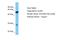 SLAM Family Member 8 antibody, A30287, Boster Biological Technology, Western Blot image 