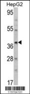 Aminomethyltransferase antibody, 62-439, ProSci, Western Blot image 