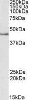 Diff6 antibody, PA5-18577, Invitrogen Antibodies, Western Blot image 