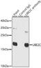 Ubiquitin Conjugating Enzyme E2 C antibody, 19-701, ProSci, Immunoprecipitation image 