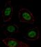 Msh Homeobox 1 antibody, PA5-35227, Invitrogen Antibodies, Immunofluorescence image 