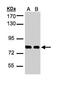 Kntc2 antibody, LS-C109442, Lifespan Biosciences, Western Blot image 