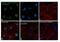Histone Deacetylase 6 antibody, PA5-38498, Invitrogen Antibodies, Immunofluorescence image 