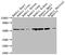 Tubulin Alpha 1a antibody, CSB-MA754656A0m, Cusabio, Western Blot image 