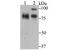 Interleukin Enhancer Binding Factor 3 antibody, A02313-2, Boster Biological Technology, Western Blot image 