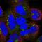 Golgin A8 Family Member A antibody, NBP2-55044, Novus Biologicals, Immunocytochemistry image 