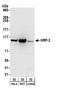 Hepatoma-derived growth factor-related protein 2 antibody, A304-314A, Bethyl Labs, Western Blot image 