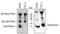 Cytochrome C, Somatic antibody, MAB898, R&D Systems, Immunoprecipitation image 