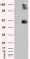 Lipase G, Endothelial Type antibody, CF501058, Origene, Western Blot image 