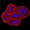 Chromobox 7 antibody, NBP2-61724, Novus Biologicals, Immunofluorescence image 