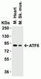 Activating Transcription Factor 6 antibody, GTX15457, GeneTex, Western Blot image 