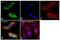 5'-Nucleotidase Ecto antibody, PA5-27336, Invitrogen Antibodies, Immunofluorescence image 
