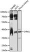 Cellular Communication Network Factor 1 antibody, MBS127972, MyBioSource, Western Blot image 