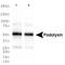 Podocalyxin Like antibody, NB110-41503, Novus Biologicals, Western Blot image 