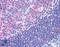 Protein Tyrosine Kinase 2 antibody, LS-B212, Lifespan Biosciences, Immunohistochemistry frozen image 
